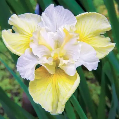 Ирис ЙЕЛЛОУ ТЕЙЛ сибирский в Новополоцке