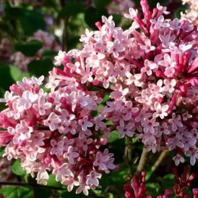 Сирень РЕД ПИКСИ в Новополоцке