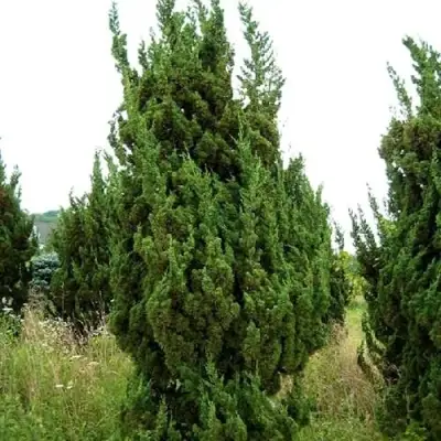 Можжевельник КАЙЗУКА китайский в Новополоцке