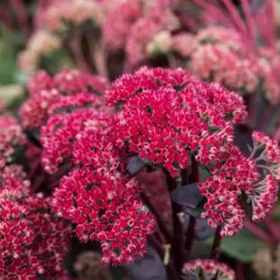 Очиток (седум) РЕД КАУЛИ в Новополоцке