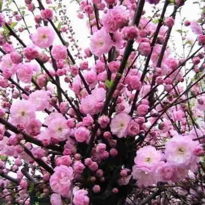 Миндаль ТРЁХЛОПАСТНЫЙ (луизеания) в Новополоцке