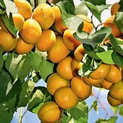 Абрикос БРЯНСКИЙ РАННИЙ в Новополоцке