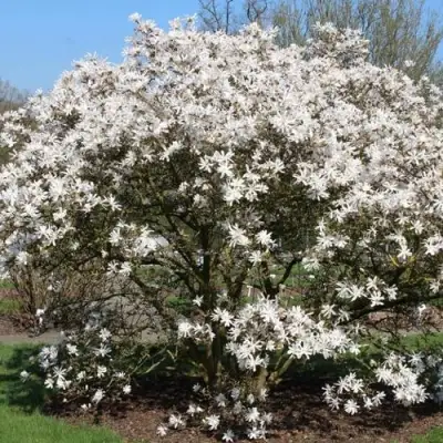 Магнолия КОБУС в Новополоцке