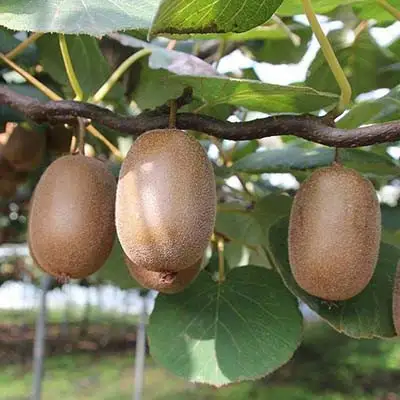 Актинидия ЗАКАРПАТЬЕ киви в Новополоцке