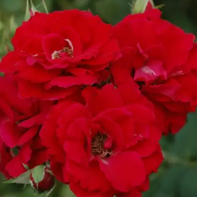 Роза ЧАМПЛЕЙН флорибунда в Новополоцке