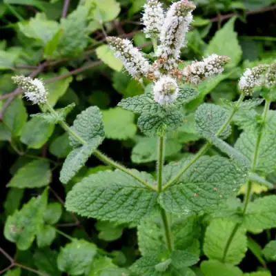 Мята яблочная в Новополоцке