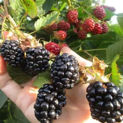 Ежевика НАВАХО бесшипная  в Новополоцке