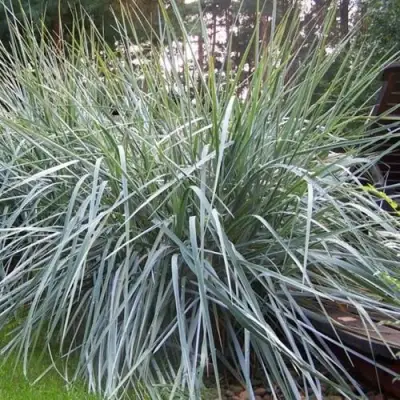 Элимус БЛЮ ДЮН песчаный в Новополоцке