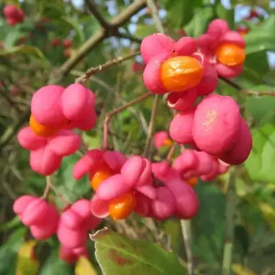 Бересклет ЕВРОПЕЙСКИЙ в Новополоцке