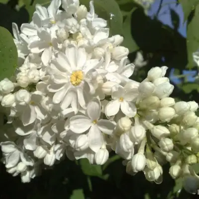 Сирень РОЧЕСТЕР в Новополоцке