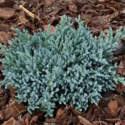 Можжевельник БЛЮ СПАЙДЕР чешуйчатый в Новополоцке