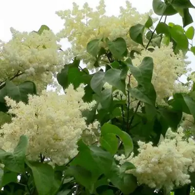 Сирень АМУРСКАЯ в Новополоцке