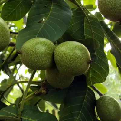 Грецкий орех ПИНСКИЙ в Новополоцке