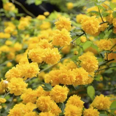 Керрия японская АУРЕОВАРИЕГАТТА в Новополоцке