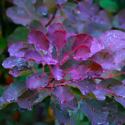 Скумпия ГРЕЙС в Новополоцке