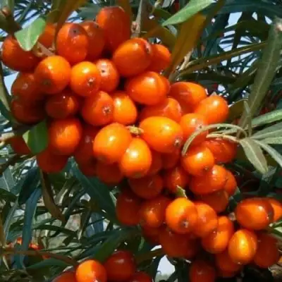 Облепиха ПЛАМЕННАЯ в Новополоцке