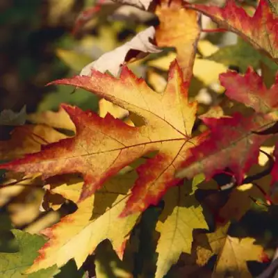 Клен серебристый в Новополоцке