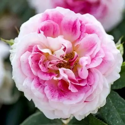 саженцы розы Гернси