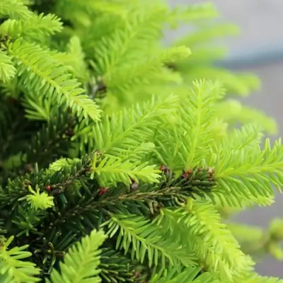 Ель НИДИФОРМИС обыкновенная в Новополоцке