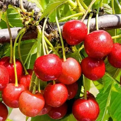 Черешня БЮТТНЕРА КРАСНАЯ в Новополоцке