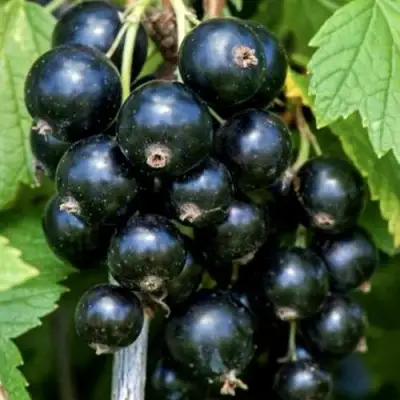 Смородина чёрная СЕЛЕЧЕНСКАЯ в Новополоцке