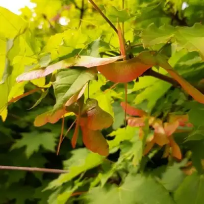 Клен ложноплатановый в Новополоцке