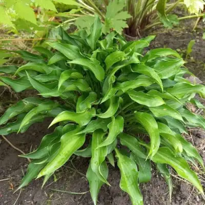 Хоста ГАРРИ ВАН ТРИЕР в Новополоцке