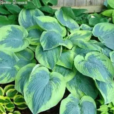 Хоста ТОКУДАМА ФЛАВОЦИРЦИНАЛИС гибридная в Новополоцке