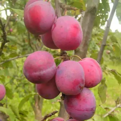 Слива ЭДИНБУРГСКАЯ в Новополоцке