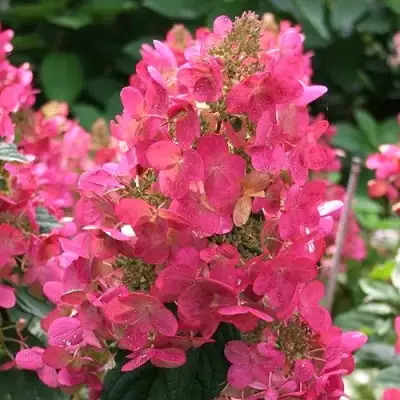 Гортензия МЕГА МИНДИ метельчатая в Новополоцке