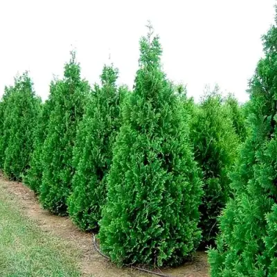 Туя СПИРАЛИС западная в Новополоцке