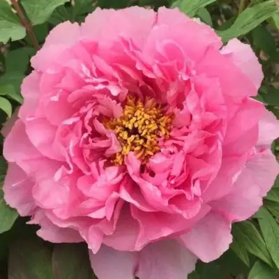 Пион РОЗОВЫЙ ЛОТОС древовидный в Новополоцке