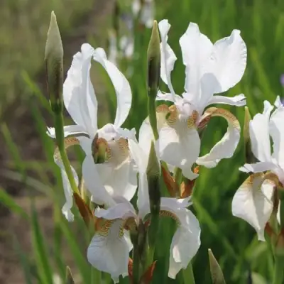 Ирис АЛЬБА сибирский в Новополоцке