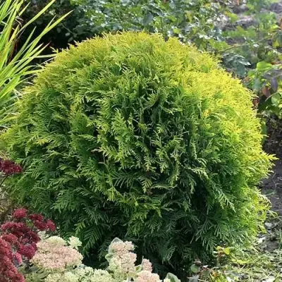 Туя ЕЛЛОУ ГЛОБ западная в Новополоцке