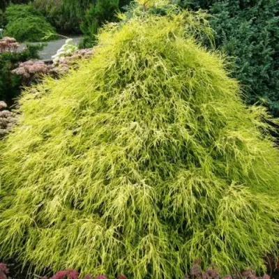 Кипарисовик ФИЛИФЕРА АУРЕА горохоплодный в Новополоцке