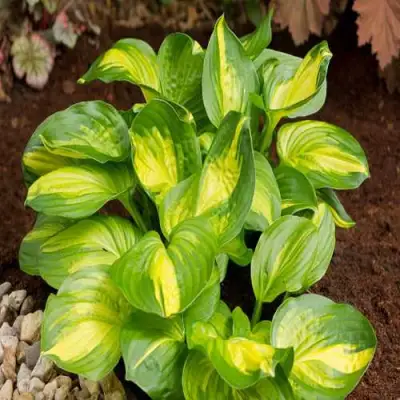 Хоста ЭМЕРАЛЬД ЧАРДЖЕР гибридная в Новополоцке