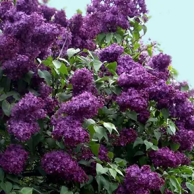 Сирень ИНДИЯ в Новополоцке