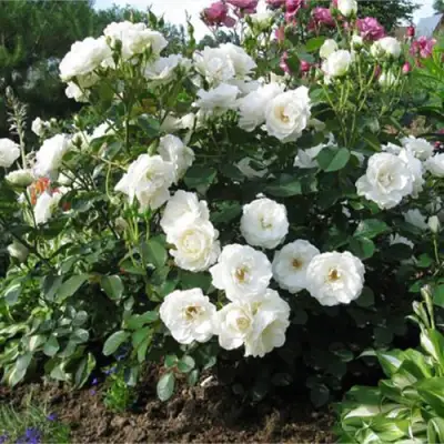 Роза АЛАБАСТЕР флорибунда в Новополоцке