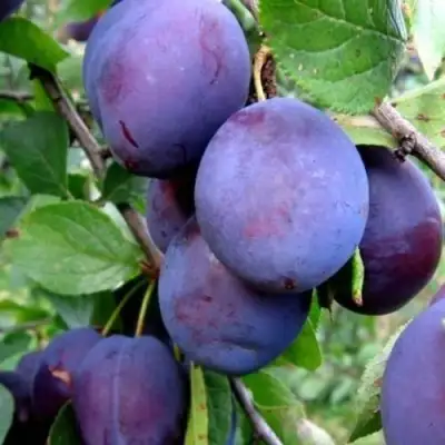 Слива ПЕРДРИГОН в Новополоцке