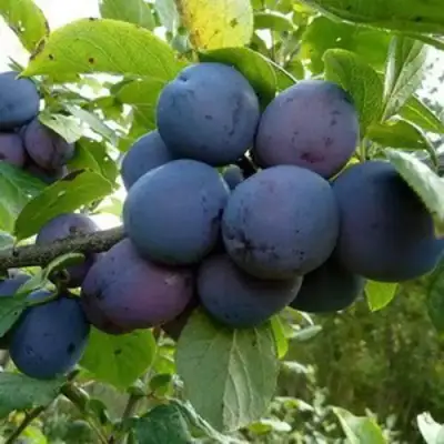 Слива КРОМАНЬ в Новополоцке