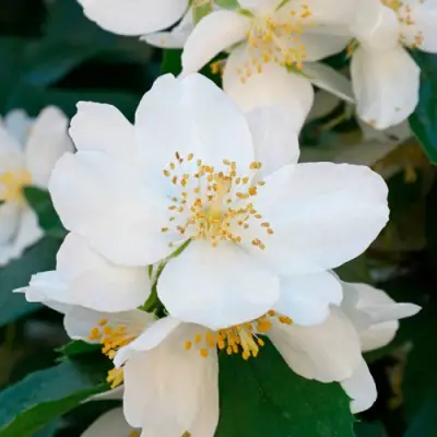 Жасмин ЮСТИНКА в Новополоцке