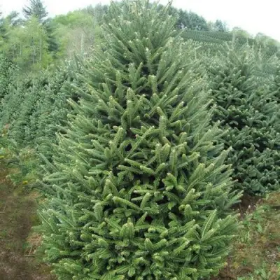 Пихта ФРАЗЕРА в Новополоцке