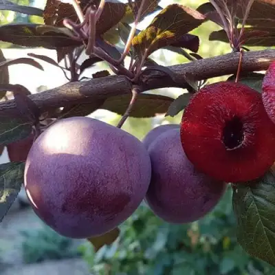 Слива ПАННА в Новополоцке