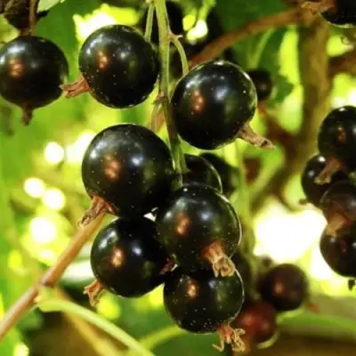 Смородина чёрная НАРА в Новополоцке