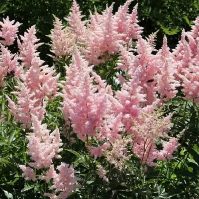 Астильба ГЛИТТЕР ЭНД ГЛАМУР китайская в Новополоцке