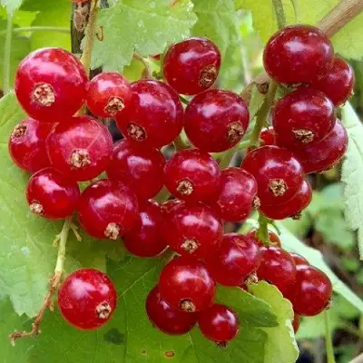 Смородина красная РОНДОМ в Новополоцке