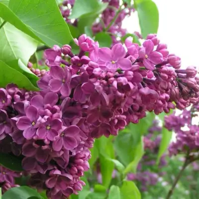 Сирень ДЕНЬ ПОБЕДЫ в Новополоцке