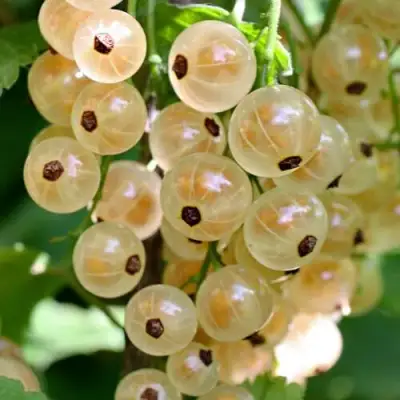 Смородина белая ВИКСНЕ БЕЛАЯ в Новополоцке