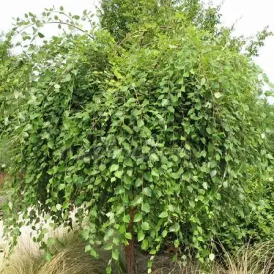 Береза САММЕР КАСКАД черная в Новополоцке