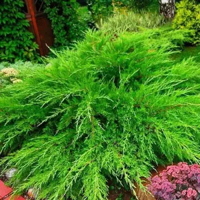 Можжевельник МИНТ ДЖУЛЕП средний в Новополоцке